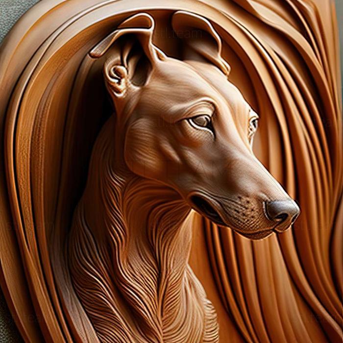 Hungarian Greyhound dog